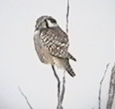 Northern Hawk-owl in the Sax-Zim Bog