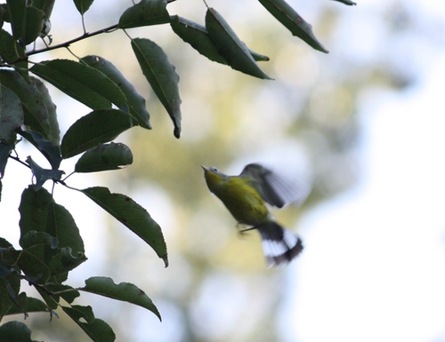 Magnolia Warbler hover-gleaning 2