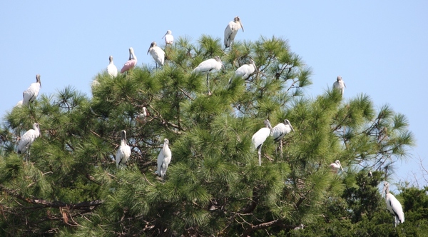 Roseate Spoonbills and Wood Storks