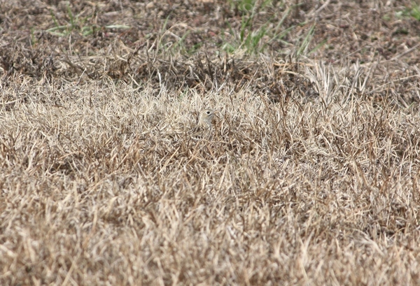 Sprague's Pipit hiding in the grass