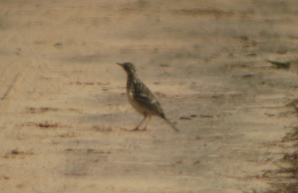 Sprague's Pipit in the road