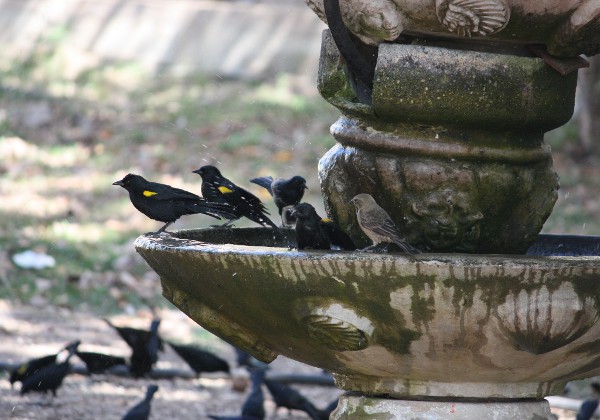 Yellow-shouldered Blackbirds on fountain