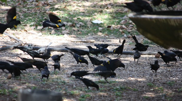 Yellow-shouldered Blackbirds landing and foraging