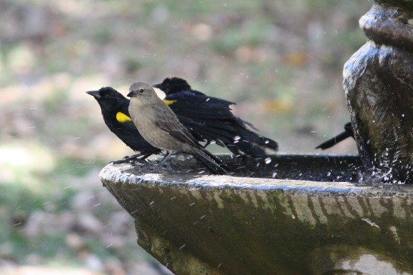 Yellow-shouldered Blackbirds and Shiny Cowbird on fountain